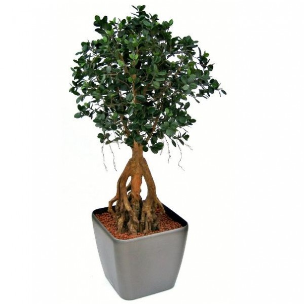 is deze Panda Bonsaiboom absoluut een aanrader. Het lijkt wel alsof de Panda Bonsai zo uit de Japanse tuin is gehaald! De Panda boom is gemaakt op een grillige open stam