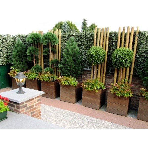 in het echt een blad houdende plant