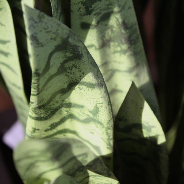 zodat hij makkelijk in een sierpot geplaatst kan worden. De afgebeelde sierpot is tegen meerprijs leverbaar. De natuurgetrouwe Sanseveria is ook leverbaar in de kleur bont en in de maten 70 en 100 cm en als los boeket.