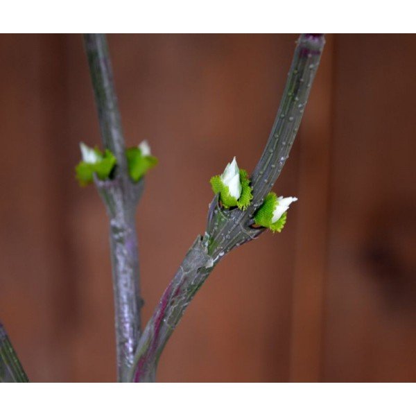 Deze mooi nagemaakte crème Sering Deluxe is een kunstbloem met vele mogelijkheden. Onze kunstzijden Seringentak 75 cm creme is zeer gedetailleerd nagemaakt met verscheidene zijtakken en wel 15 verfijnde zijden bloemtrossen. De bloeiende kunsttak wordt standaard als losse steel geleverd en kan daardoor decoratief verwerkt worden in prachtige kunstboeketten. De kunststeel heeft een totale lengte van ongeveer 75 cm. De breedte bedraagt tussen de 30 en 40 cm. Vanaf 12 stuks kunt u gebruik maken van de voordeel prijs.