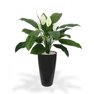 Nieuw in de collectie is deze koning onder de Spathiphyllums: de Spathiphyllum King 100cm. Deze imposante zijden Spathiphyllum is een lust voor het oog. Opgebouwd met luxe bloemen van speciaal latex materiaal