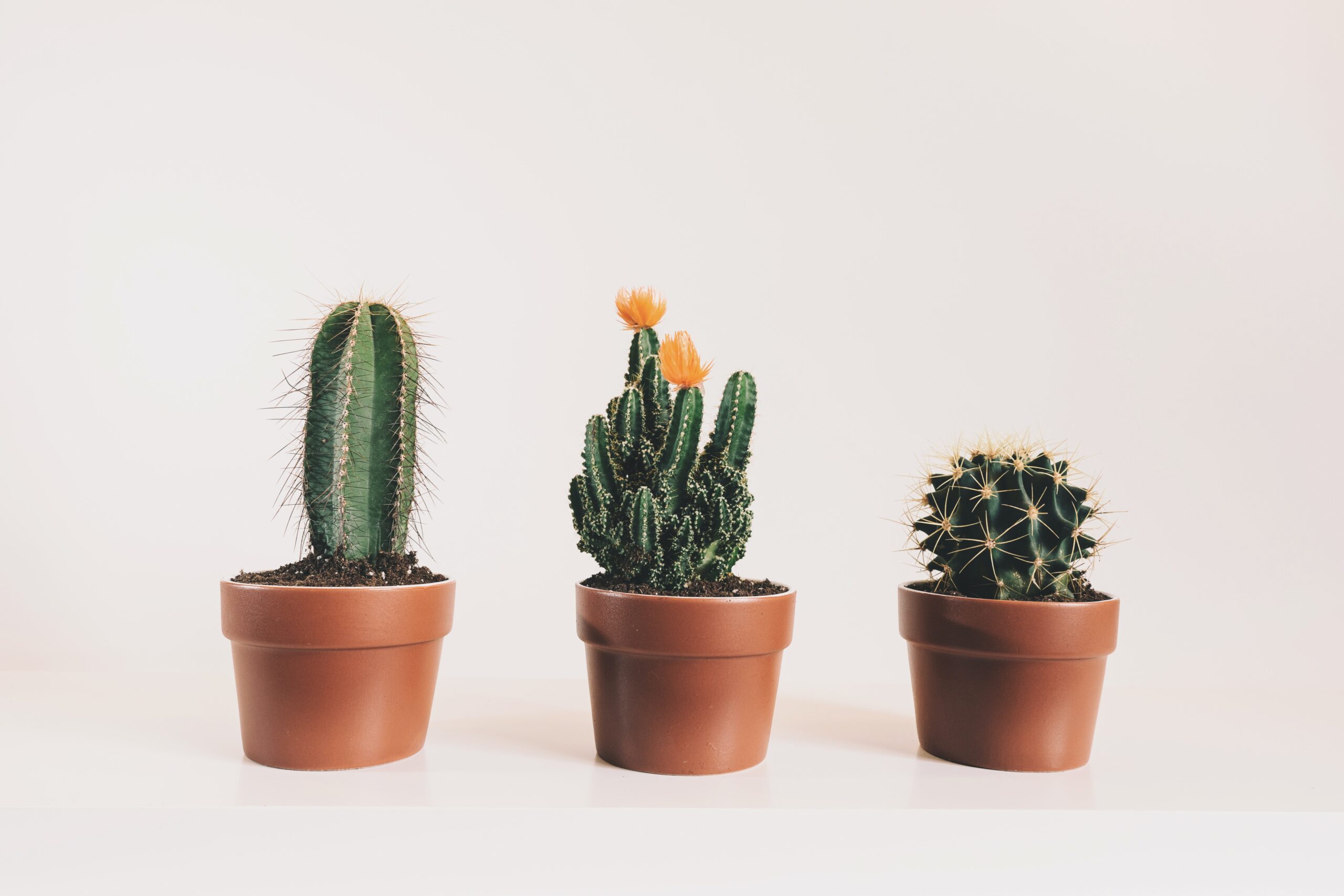 Nep cactus