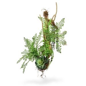 Wat een pracht en wat een praal met deze Adiantum Varen op liaan. Laat dit verstilde kunstwerk maar eens in zijn volle glorie schitteren! Denkt u eens in hoe leuk dit zal hangen boven uw balie