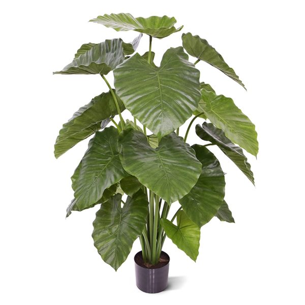 Deze zelf ontworpen Alocasia Calidora Deluxe 115 cm kunstplant is een bijzonder decoratieve plant. De grote bladeren zijn de perfecte imitatie van de echte Alocasia. In Nederland wordt de plant ook wel Olifantsoor genoemd. Deze bijnaam verwijst natuurlijk naar de enorme hartvormige bladeren
