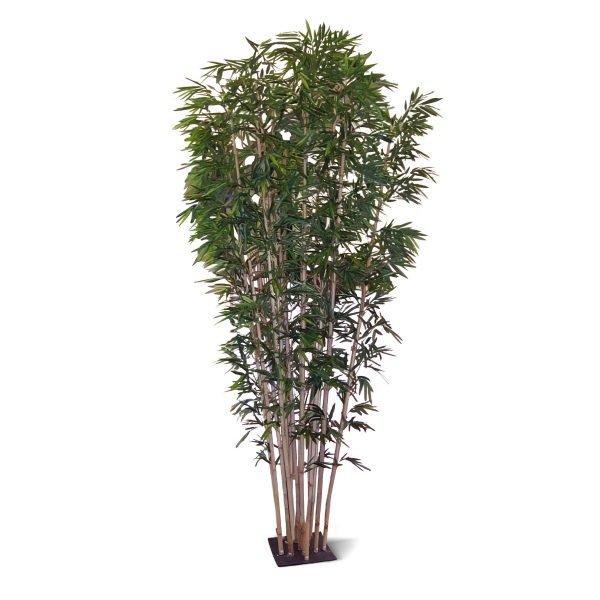 Deze gigantische Bamboe boom zal in elke ontvangsthal een overweldigende indruk maken. De hoogte van de bamboe is maarliefst 475cm en deze is nog verder te verhogen door de plant in een hoge pot te presenteren.Deze bamboe is opgebouwd uit echte dikke bamboe stokken voor een zo natuurlijk mogelijke uitstraling. Standaard wordt deze boom op een ijzeren frame geleverd