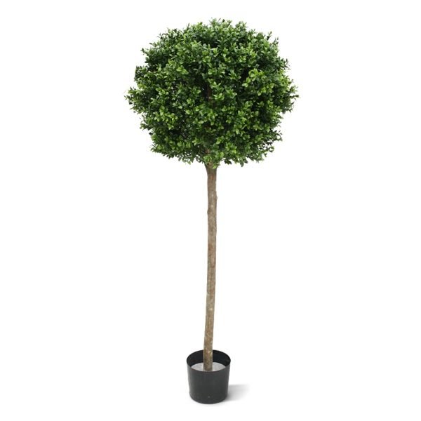 Deze uv bestendige Buxus Bol op stam is gemaakt van een hoogwaardig pvc. Daardoor is deze UV kunstboom ideaal om buiten mooie decoraties mee te maken. De vernieuwde versie is met name door zijn kleur en nieuwe blaadjes bijna niet meer van de echte Buxus te onderscheiden! Deze kunstbuxus is totaal 140 cm hoog. De diameter is 50 cm. Standaard wordt de bol geleverd in een plastic pot. Omdat de UV-protector enkel in de grondstof van de kunststof delen is verwerkt