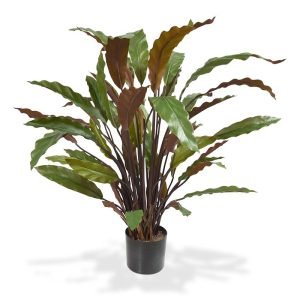 Als u op zoek bent naar een bijzondere kunstplant voor op kantoor of in de vensterbank dan is deze Calathea absoluut een aanrader. Door zijn opbouw