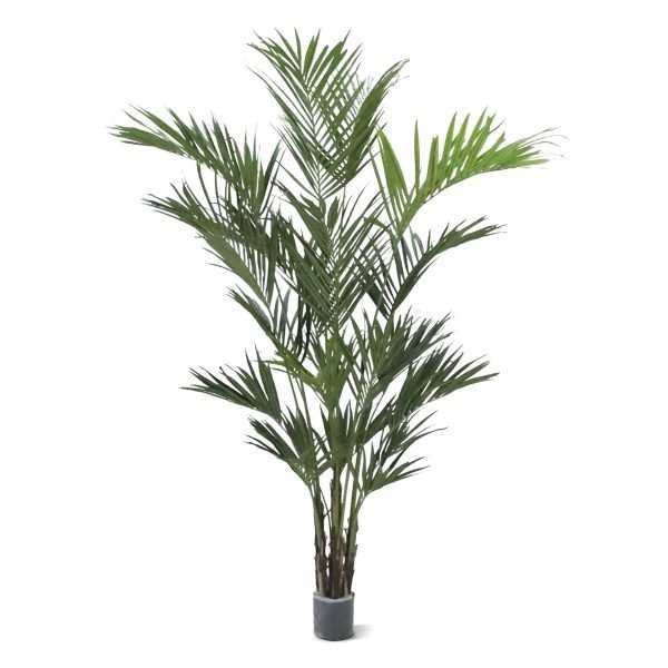 De Kentia Palm is wellicht de meest bekende palm en dat is natuurlijk niet voor niets. Met deze gigantische Kentia kunstpalm haalt u in één klap de tropen in huis! De extra volle Kentia kunstpalm XL is ons nieuwste model uit de Kentia serie. De hoogte van de Kunstpalm is ruim 260 cm