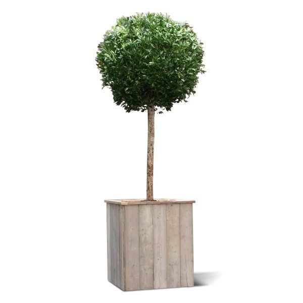 Deze indrukwekkende kunstzijden Laurierbol van groot formaat is een perfecte boom om de entree van uw pand mee aan te kleden. De Laurierboom is ongeveer 350cm hoog en de bol heeft een diameter van ongeveer 125cm. Door de Laurier in een hoge plantenbak te plaatsen