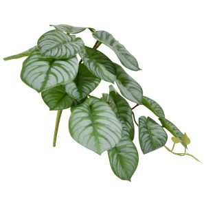 Onze ontwerpers konden er maar niet genoeg van krijgen. Weer tekenden ze voor een prachtig Peperomia kunstboeket. En wat voor eentje dit keer! Kijk eens naar dat overvolle uiterlijk