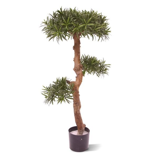 Met de Podocarpus bonsai 105 cm haalt u de Oosterse sfeer zo naar uw tuin. Ideaal voor degenen die op zoek zijn naar iets origineels voor op het terras.Deze UV-bestendige Podocarpus bonsaiboom is opgebouwd uit 3 verschillende bladkronen van hoogwaardige kunststof Podocarpus blaadjes. Omdat de UV-protector in de grondstof is verwerkt geven wij de garantie dat de blaadjes van de podocarpus bonsai 8 jaar lang niet verkleuren en de diep donkergroene kleur behouden blijft.De boom heeft een echte houten stam