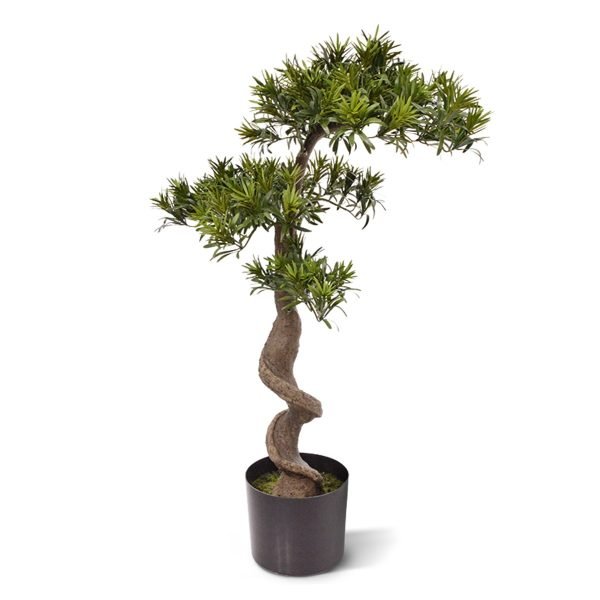 Nieuw: Podocarpus kunst Bonsai 85 cm