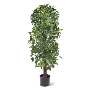In Noord-Europa staat de Schefflera vooral bekend als kamerplant