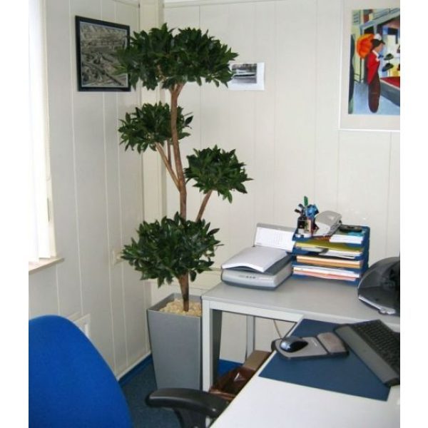 Laurier-Deluxe-x4-180cm-3 Laurier Deluxe x4 180cm 3