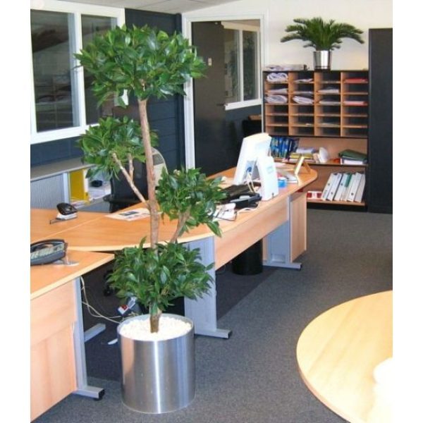 Laurier-Deluxe-x4-180cm-5 Laurier Deluxe x4 180cm 5