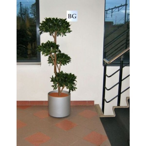 Laurier-Deluxe-x4-180cm-6 Laurier Deluxe x4 180cm 6