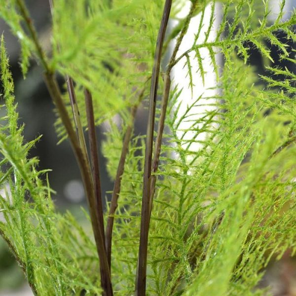 3x-Asparagus-kunsttak-85-cm-bundel-3 3x Asparagus kunsttak 85 cm bundel 3