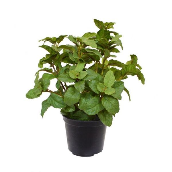 4x Munt kunsttak 25 cm in pot 3