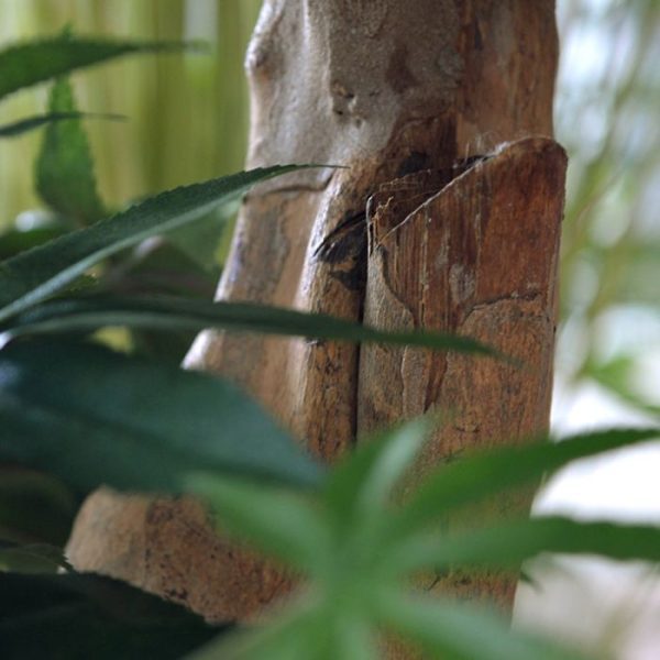dat het lijkt alsof hij zo uit een Japanse tuin komt. De kunstboom is gemaakt op een robuuste stam van echt hout waarop de 3 bladkronen gemonteerd zijn en is bijzonder goed gevuld. Het blad is natuurgetrouw nagemaakt van de echte Acer in een mix van verschillende groen tinten. Deze semi kunstboom is ongeveer 95 cm hoog