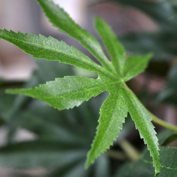 en laat zich perfect presenteren in hoge als ook lage sierpotten.