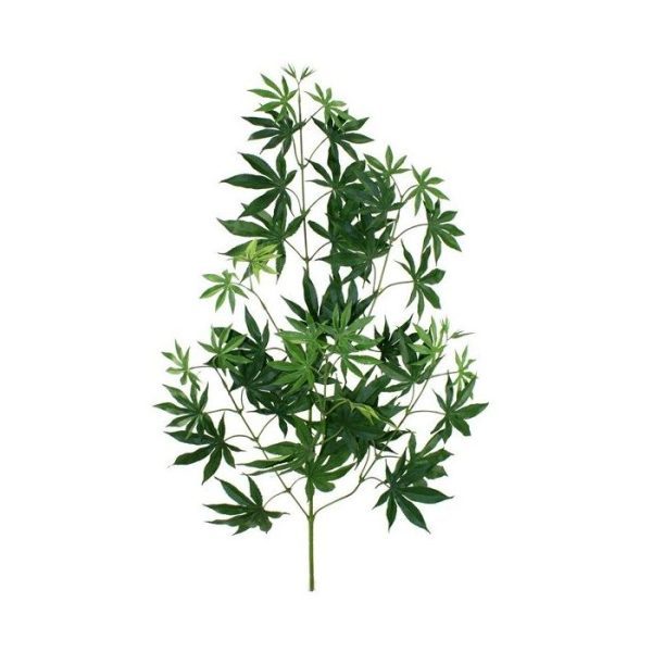 Acer-Maple-tak-x44-FR-70cm-5 Acer Maple tak x44 FR 70cm 5