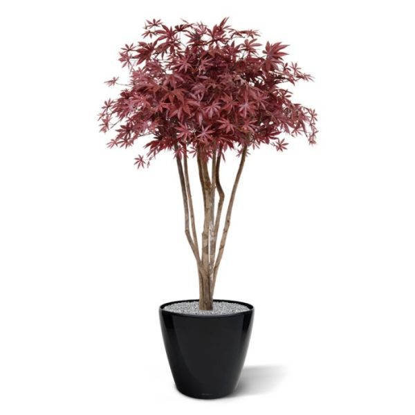 ook wel Maple genoemd