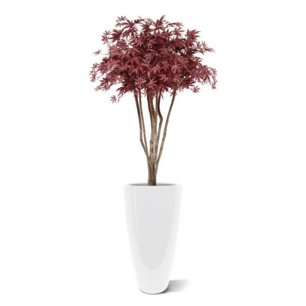 Met deze schitterende burgundy Acer Kunstboom deluxe op stam haalt u Oosterse sferen in huis! De Acer Bonsai