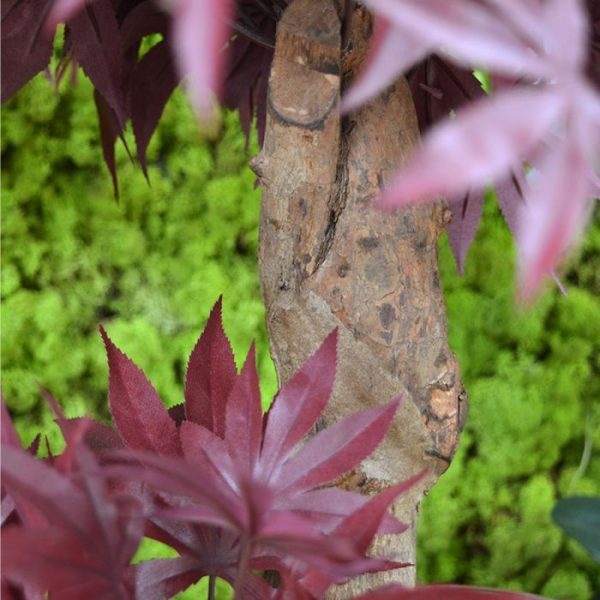 Acer-kunst-Bonsaiboom-60-cm-burgundy-4 heeft een diameter van ongeveer 40 cm en wordt standaard op een houten voetje geleverd en laat zich perfect presenteren in lage sierpotten.