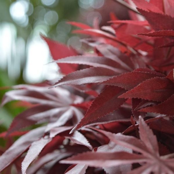 Acer-kunst-Bonsaiboom-60-cm-burgundy-5 Acer kunst Bonsaiboom 60 cm burgundy 5