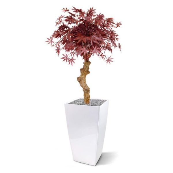 ook wel Maple genoemd