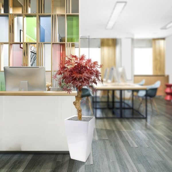 en laat zich perfect presenteren in hoge als ook lage sierpotten.