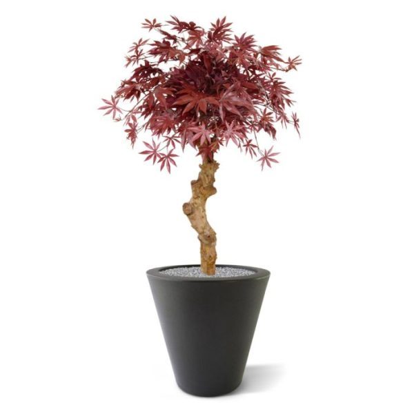 Met deze schitterende burgundy Acer Kunstbonsai op stam haalt u Oosterse sferen in huis! De Acer Bonsai