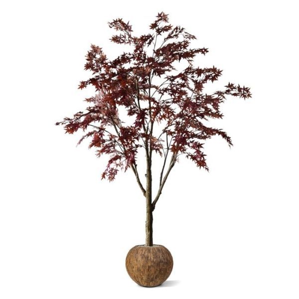 Laat u zich ook verleiden door deze reusachtige Acer plant in de trendy kleur burgundy? Wat een prachtplaatje met die typerende wijnrode bladeren met gekartelde randen die nauwelijks van echt te onderscheiden zijn. Welke ruimte thuis