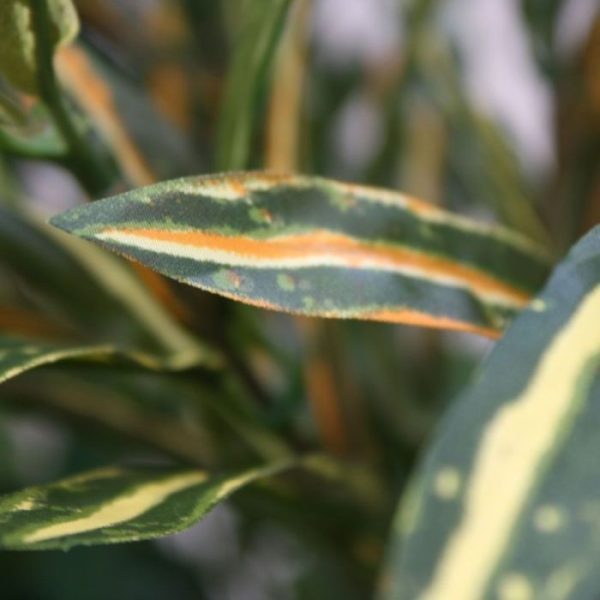 Kunstboeketten maar ook voor de vergadertafel op kantoor. De kunsttak is