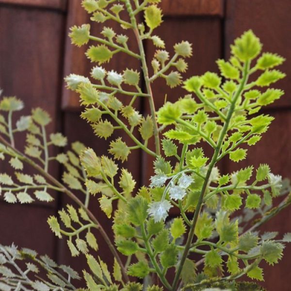 Kunst bladtakken is een bescheiden kamerplant en behoort tot de familie van de varen. Deze gedrongen plant wordt vaak verwerkt in bloemstukjes en arrangementen. Deze kunsttak bestaat uit 6 steeltjes met daaraan de plastic en gedetailleerd nagemaakte blaadjes in verschillende kleuren groen. De lengte is ongeveer 53 cm