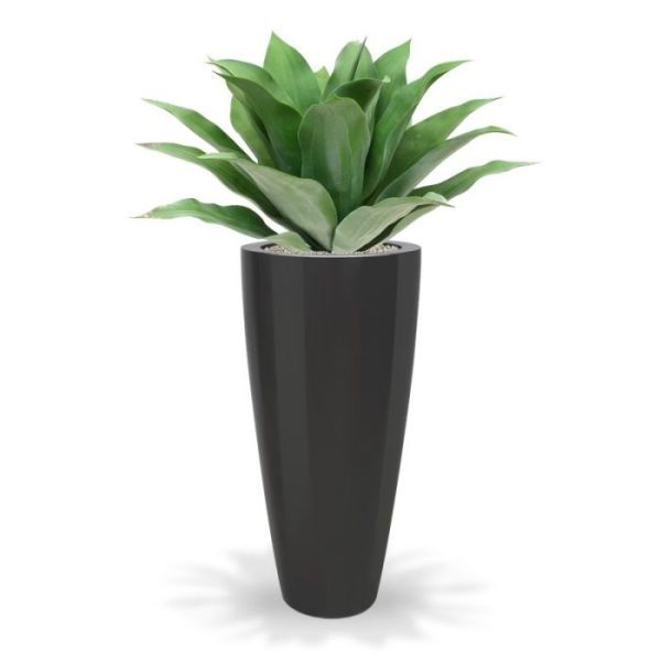 afkomstig uit de Cactus familie. Met deze kunstplant creëert u in een handomdraai een tropische 'look' die perfect in huis of op kantoor te plaatsen is.   De diameter van de plant is circa 70 cm en de plant is ongeveer 50 cm hoog