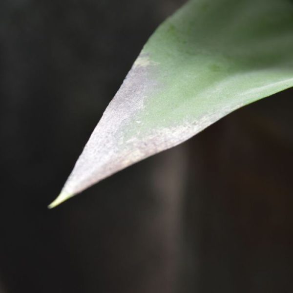 en kan zowel in hoge als lage sierpotten geplaatst worden.   Omdat de goed nagemaakte bladeren van hoogwaardig kunststof gemaakt zijn is deze plant weer bestendig en wordt ook veel gebruikt in zwembaden.   De plant wordt standaard zonder pot geleverd en is gemonteerd op een kunststof steel