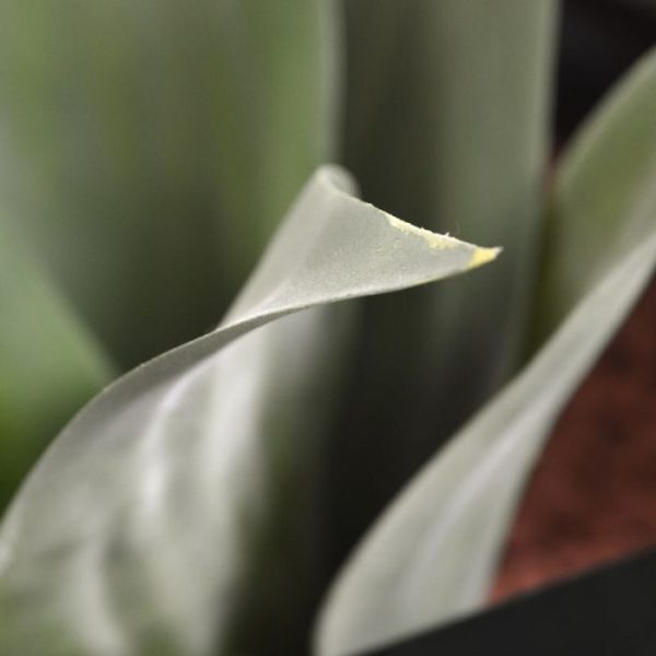 afkomstig uit de Cactus familie. Met deze kunstplant creëert u in een handomdraai een tropisch 'look' die perfect op de vensterbank past