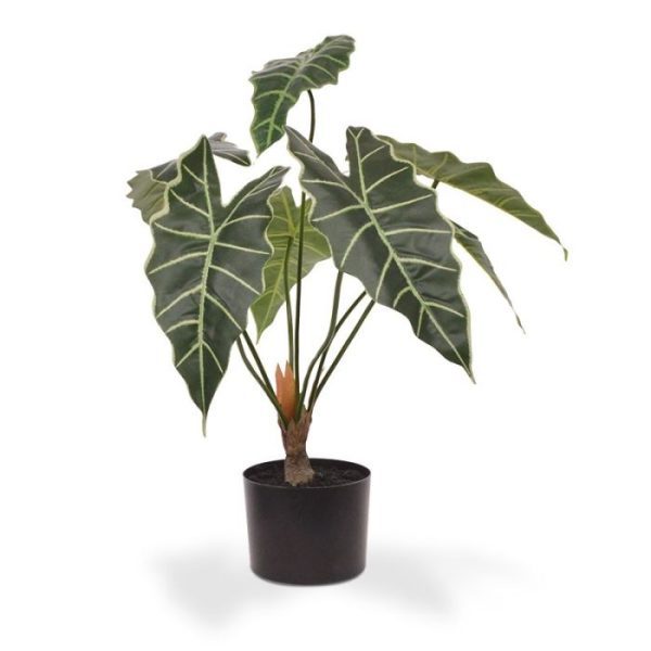 maar wel van warmte. Een goede reden om een kunst Alocasia Amazonica aan te schaffen