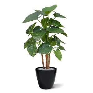 Deze zelf ontworpen Alocasia Calidora Deluxe kunstplant is in alle opzichten een bijzonder decoratieve plant! De grote bladeren zijn een perfecte imitatie van de echte Alocasia