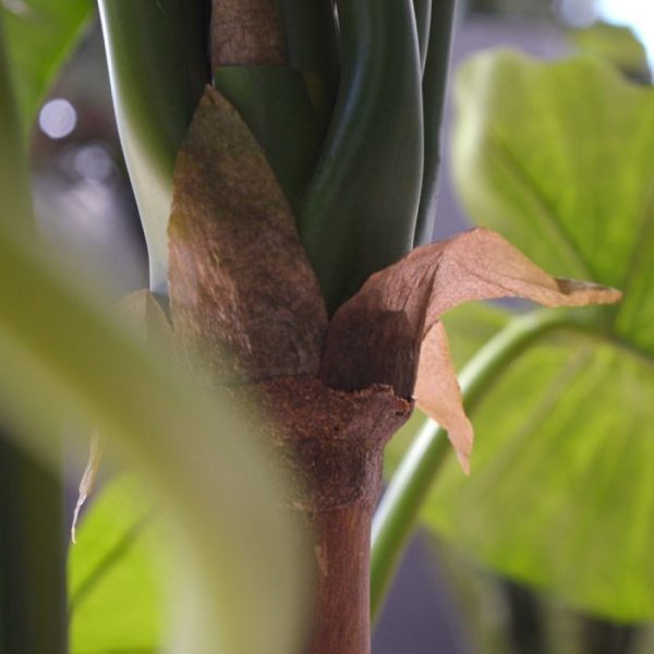 Alocasia Calidora Deluxe kunstplant 125 cm 7