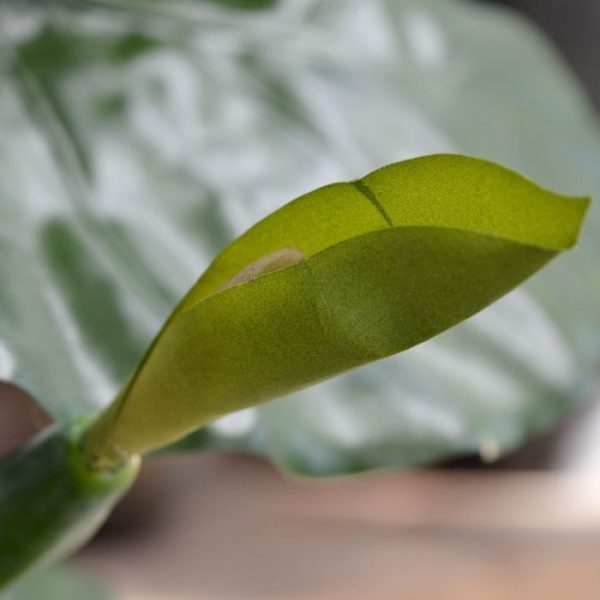 Alocasia Calidora Deluxe kunstplant 125 cm 9