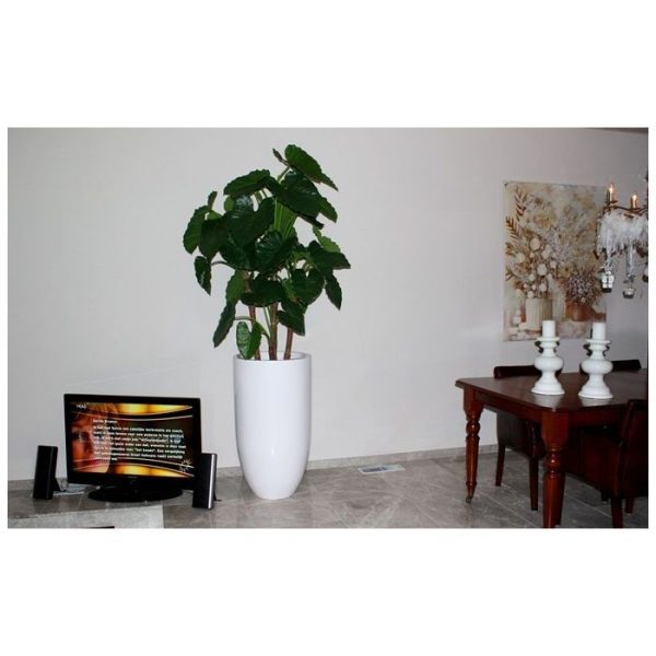 Kunstbomen welke in de natuur veel voor komt in tropische gebieden. In Nederland wordt de Alocasia ook wel Olifantsoor genoemd. De Alocasia kunstplant is opgebouwd op 5 echte houten stammen en laat zich zowel in hoge sierpotten alsook in oversized lage potten presenteren. De natuurgetrouw nagemaakte plant meet ongeveer 165 cm en heeft een diameter van zeker 75 cm. Standaard wordt de kunstplant in een plastic pot geleverd.