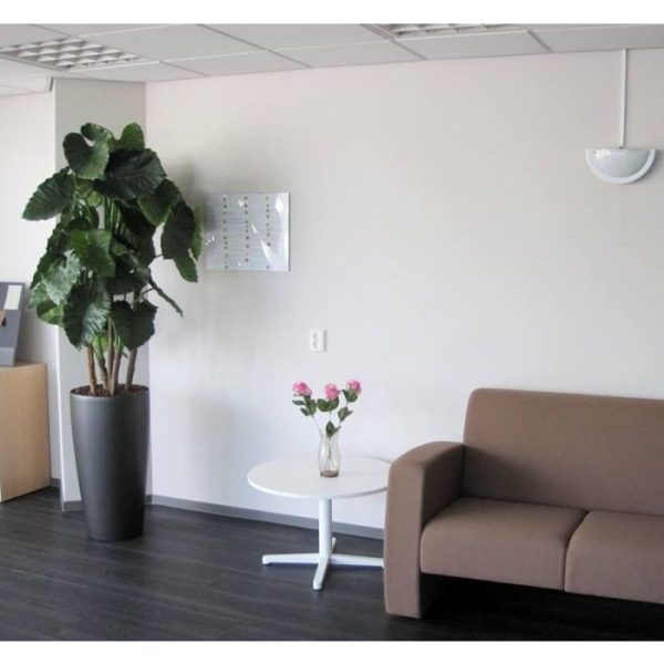 Alocasia-Calidora-Kunstplant-Deluxe-165-cm-4 Alocasia Calidora Kunstplant Deluxe 165 cm 4