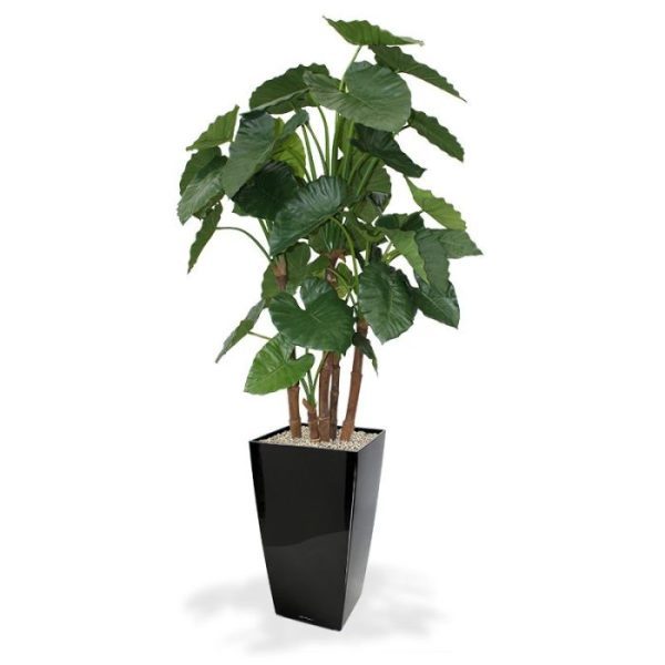 Alocasia Calidora Kunstplant Deluxe 165 cm Deze Alocasia Calidora Deluxe 165 cm kunstplant is in alle opzichten een bijzonder decoratieve plant! De grote bladeren zijn een perfecte imitatie van de echte Alocasia