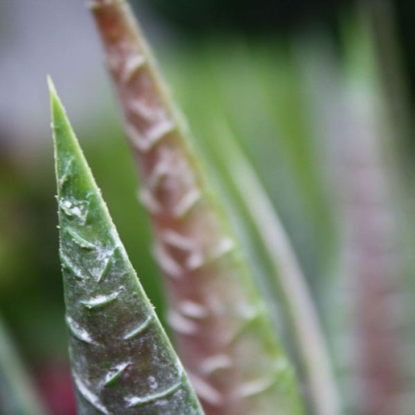 Aloe Boeket 30 cm in pot 5