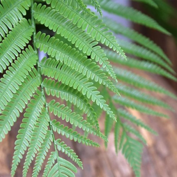 Groene kunstplanten goudbruine stam van waaruit de vele kronkelende kunststof bladeren speels hun weg naar buiten vinden. Met zoveel details goed nagemaakt is deze kunst Varen nauwelijks van echt te onderscheiden