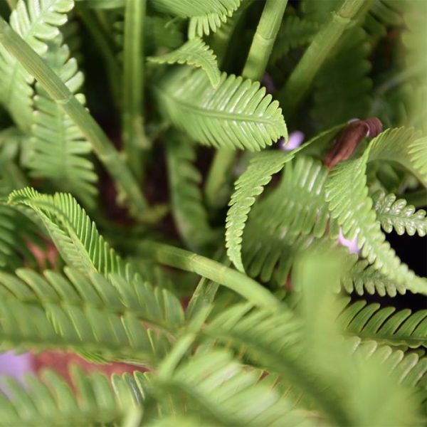 Alsophillia-Kunst-Varen-XXL-80-cm-3 terwijl u aan het onderhoud voortaan nauwelijks tijd kwijt bent. De Alsophillia Varen kunstplant zal beslist de aandacht trekken met zijn karakteristieke uiterlijk. Zo doet deze kunstvaren het perfect in de Urban Jungle trend! Deze kunst varen wordt geleverd in een plastic binnenpot met vaste vulling. Naast deze binnenplant is er ook een UV-bestendige variant geschikt voor buiten.