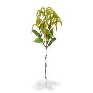 De Amaranthus