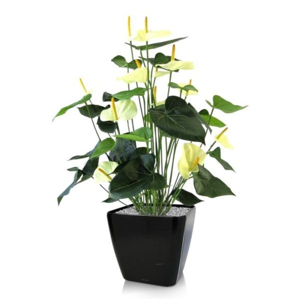 heeft een hoogte van ongeveer 80 cm en een doorsnede van circa 50 cm. Door de enorme variatie aan groene bladeren ziet de Anturium er zeer natuurgetrouw uit.  De plant wordt standaard geleverd in een kunststof binnenpot